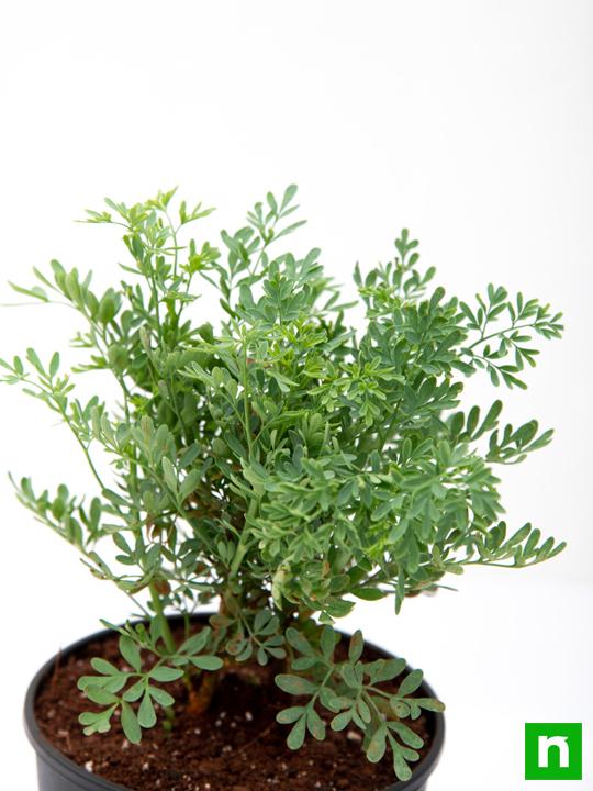 Herb-of-grace, Ruta Graveolens, Satap - Plant - Image 5