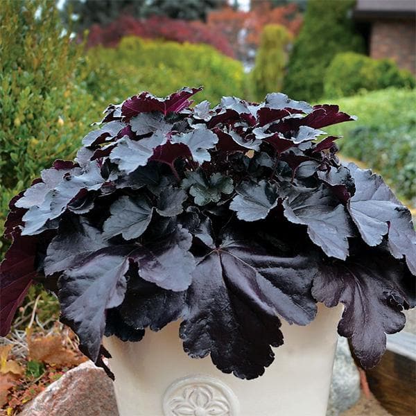 Coral Bells, Heuchera - Plant