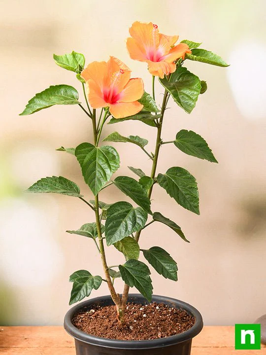Hibiscus, Gudhal Flower (Orange) - Plant - Image 2