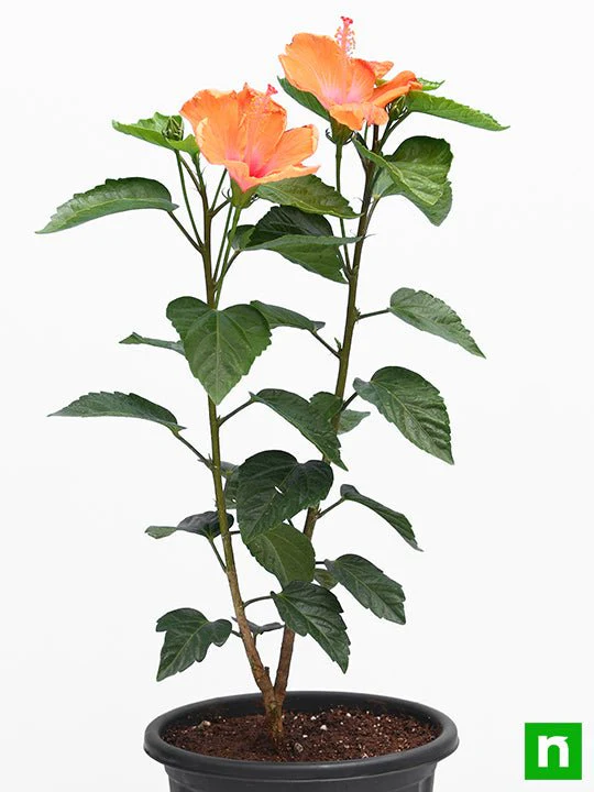 Hibiscus, Gudhal Flower (Orange) - Plant - Image 3