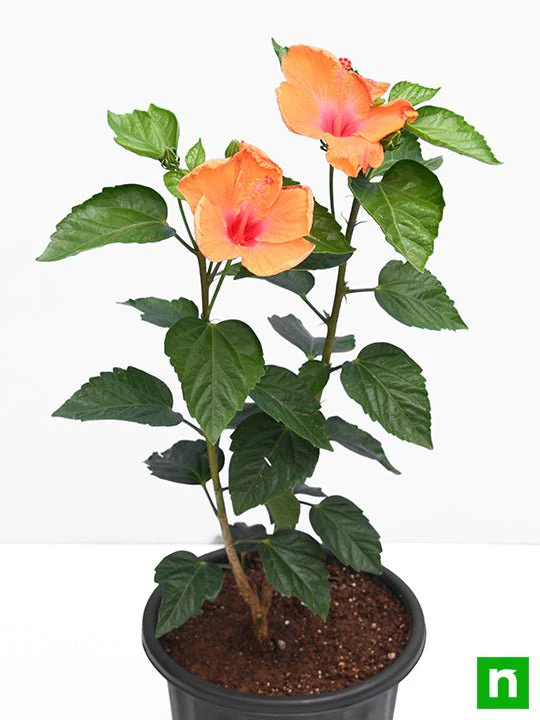 Hibiscus, Gudhal Flower (Orange) - Plant - Image 4