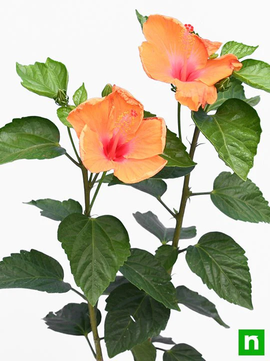 Hibiscus, Gudhal Flower (Orange) - Plant - Image 5