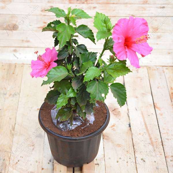 Hibiscus, Gudhal Flower (Pink) - Plant