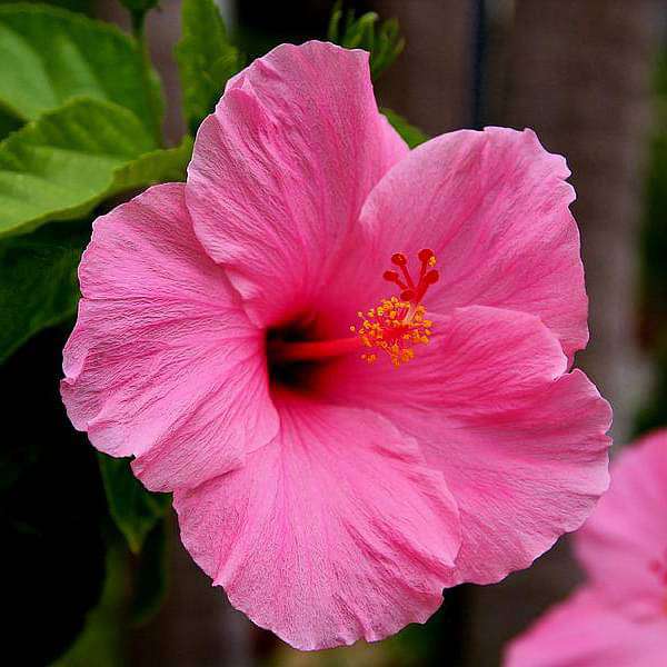 Hibiscus, Gudhal Flower (Pink) - Plant - Image 2