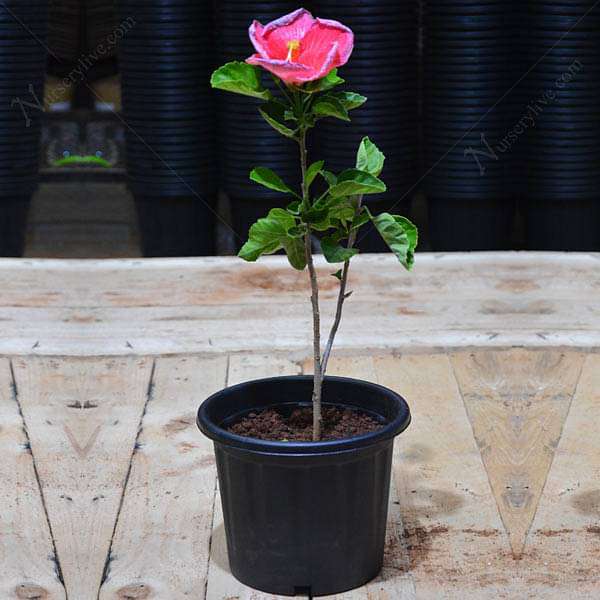 Hibiscus, Gudhal Flower (Pink) - Plant - Image 3