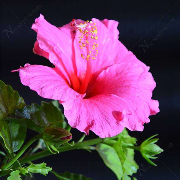 Hibiscus, Gudhal Flower (Pink) - Plant - Image 4