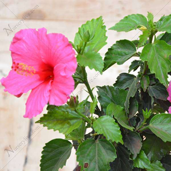 Hibiscus, Gudhal Flower (Pink) - Plant - Image 5