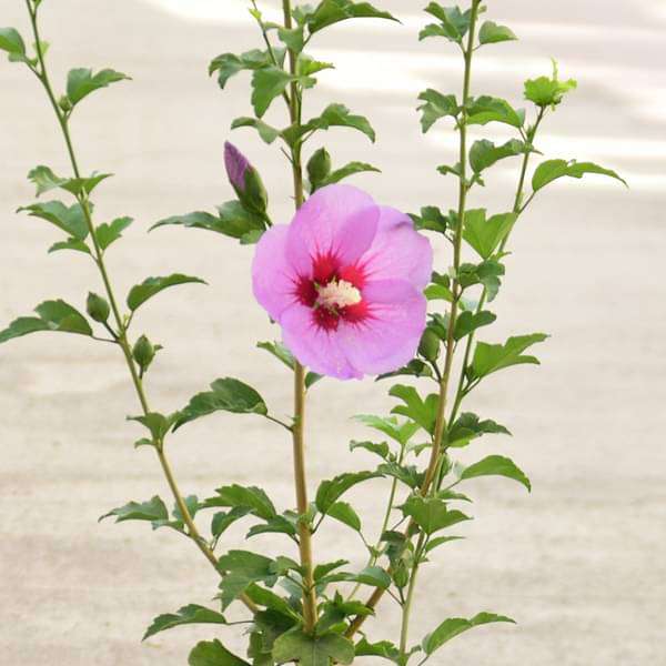 Hibiscus, Gudhal Flower (Purple) - Plant - Image 2
