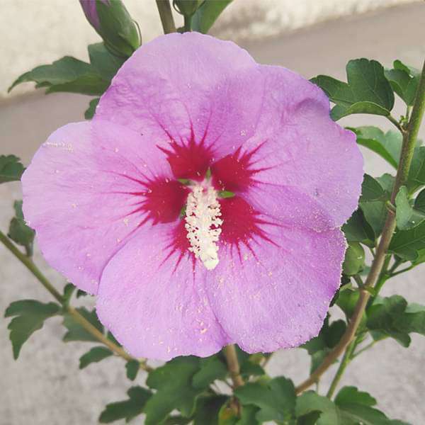 Hibiscus, Gudhal Flower (Purple) - Plant - Image 3