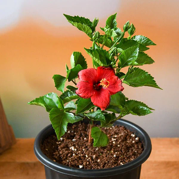 Hibiscus, Gudhal Flower (Red) - Plant - Image 2