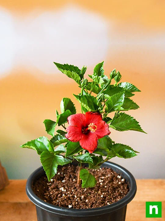 Hibiscus, Gudhal Flower (Red) - Plant - Image 3