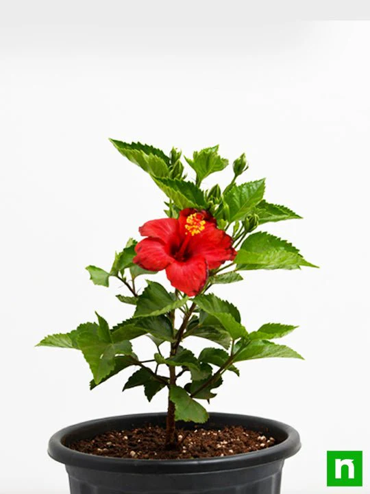Hibiscus, Gudhal Flower (Red) - Plant - Image 4