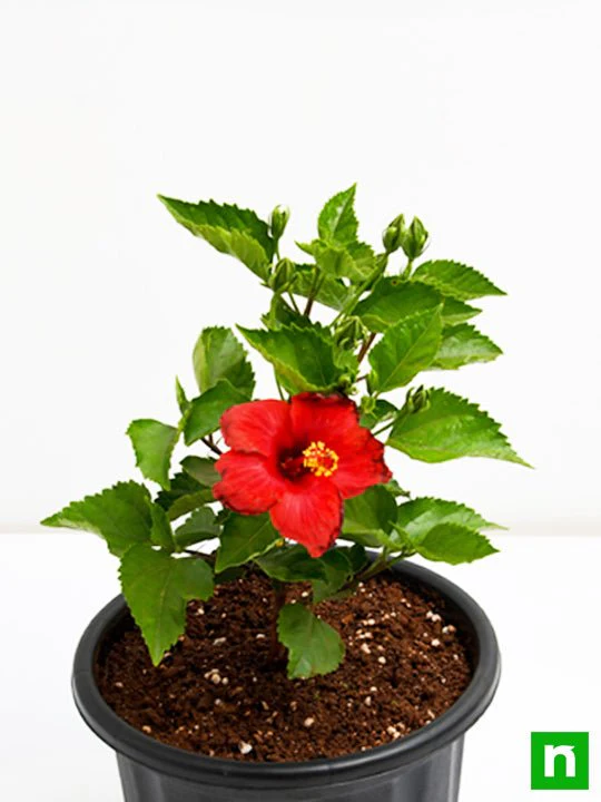 Hibiscus, Gudhal Flower (Red) - Plant - Image 5