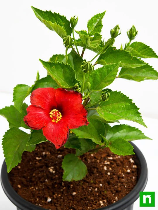 Hibiscus, Gudhal Flower (Red) - Plant - Image 6
