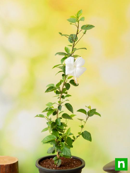 Hibiscus, Gudhal Flower (White) - Plant - Image 2