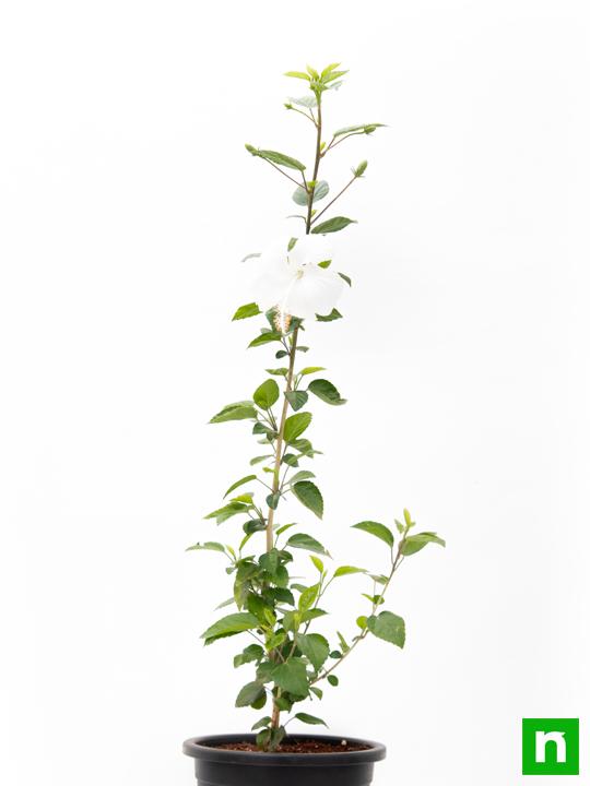 Hibiscus, Gudhal Flower (White) - Plant - Image 3