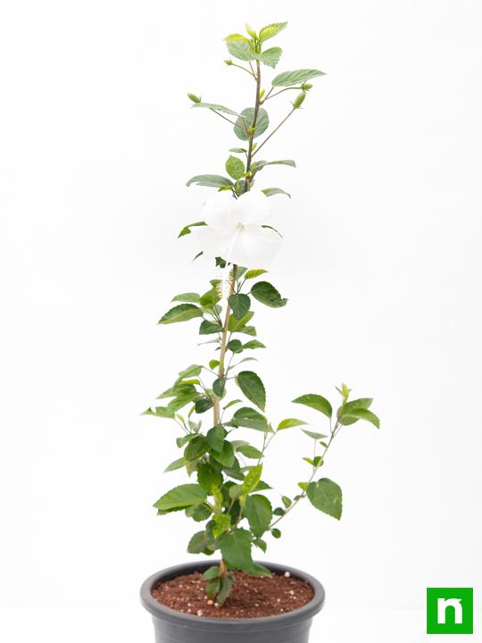 Hibiscus, Gudhal Flower (White) - Plant - Image 4