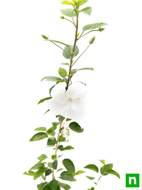 Hibiscus, Gudhal Flower (White) - Plant - Image 5