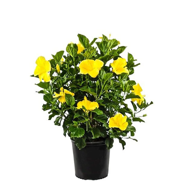 Hibiscus, Gudhal Flower (Yellow) - Plant