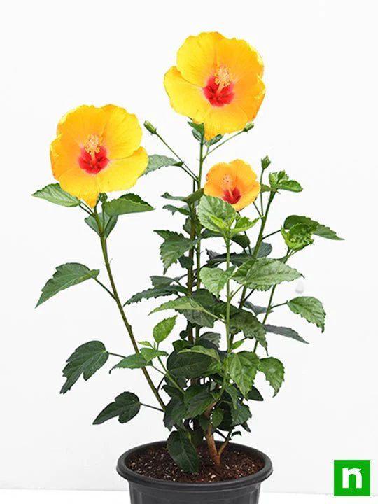 Hibiscus, Gudhal Flower (Yellow red) - Plant - Image 3