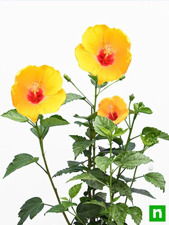 Hibiscus, Gudhal Flower (Yellow red) - Plant - Image 4