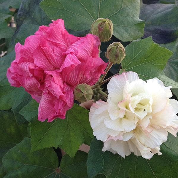 Hibiscus Mutabilis - Plant