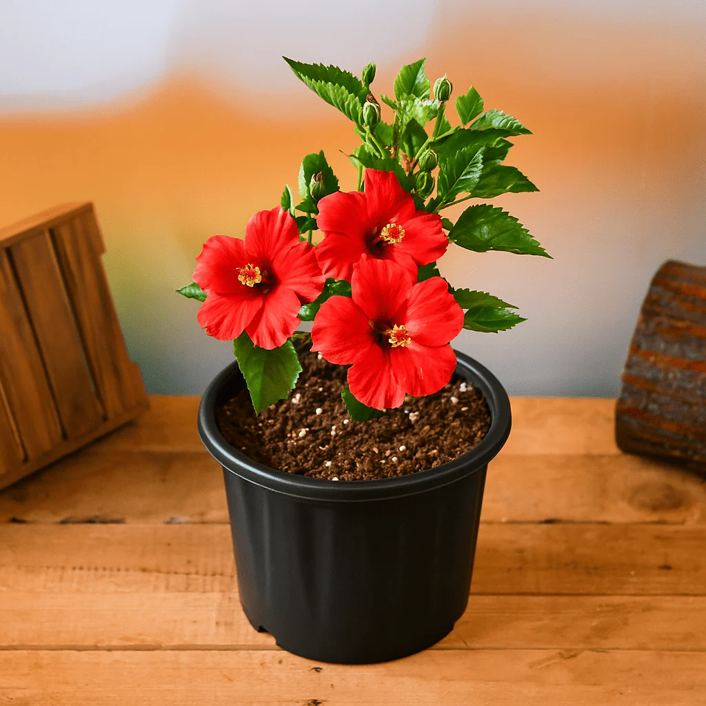 Hibiscus (Pack of 3) - Plant - Image 2