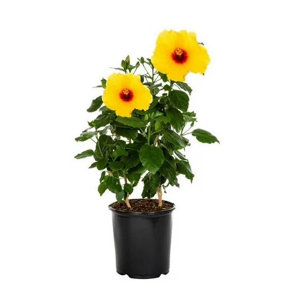 Hibiscus (Pack of 3) - Plant - Image 3