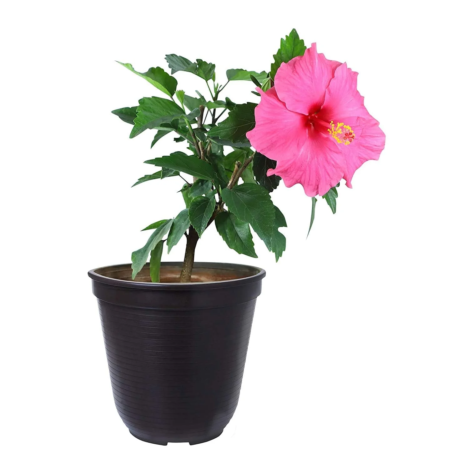 Hibiscus (Pack of 3) - Plant - Image 4