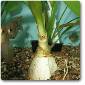 Himalaya Onion - Plant
