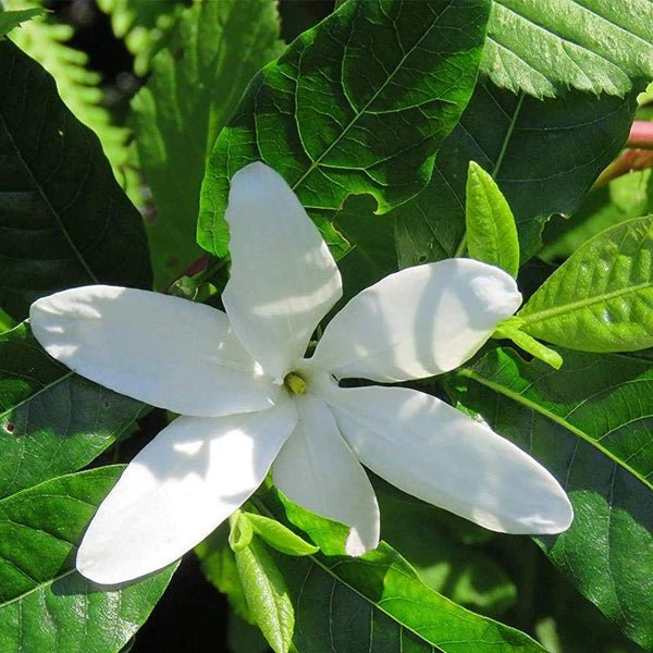 Hing, Asafoetida - Plant
