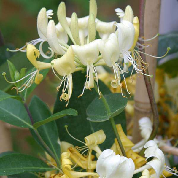 Honeysuckle, Lonicera Periclymenum (White) - Plant