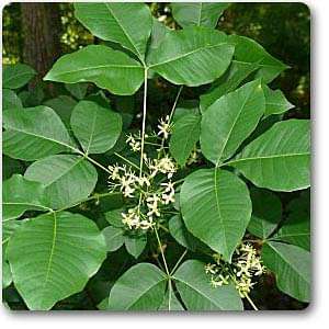 Hoptree - Plant