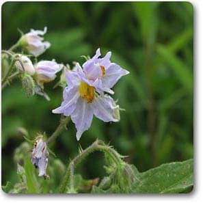 Horse nettle - Plant
