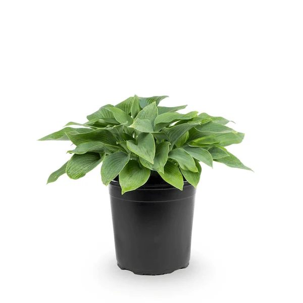 Hosta - Plant