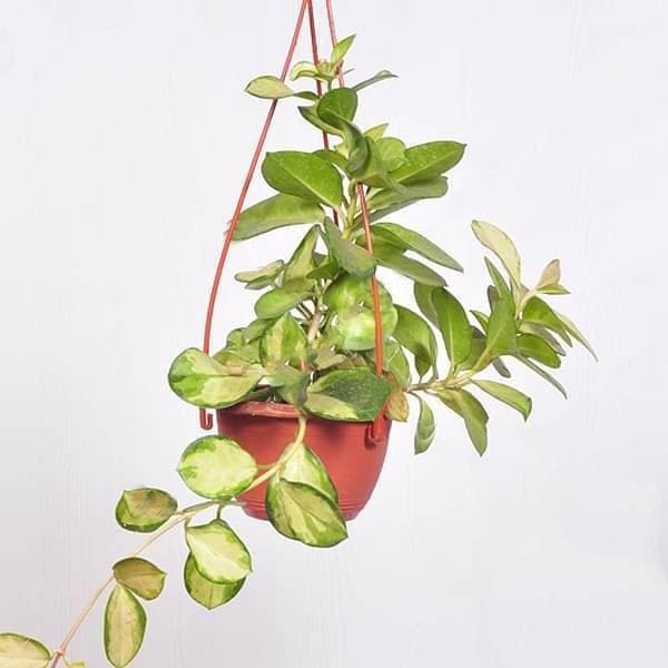 Hoya australis lisa (hanging basket) - Plant