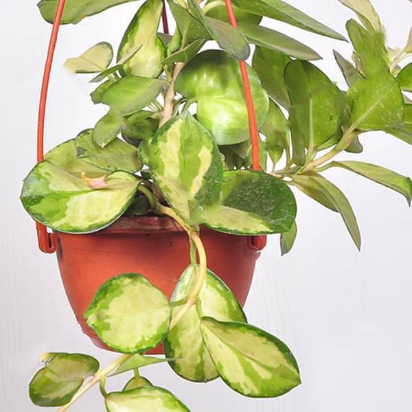 Hoya australis lisa (hanging basket) - Plant - Image 2