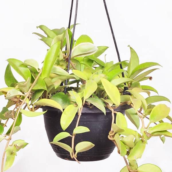 Hoya carnosa (green, hanging basket) - Plant