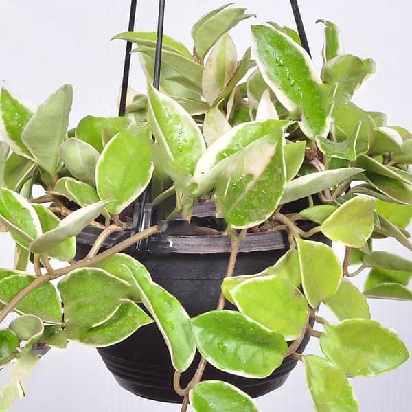 Hoya carnosa variegated (hanging basket) - Plant