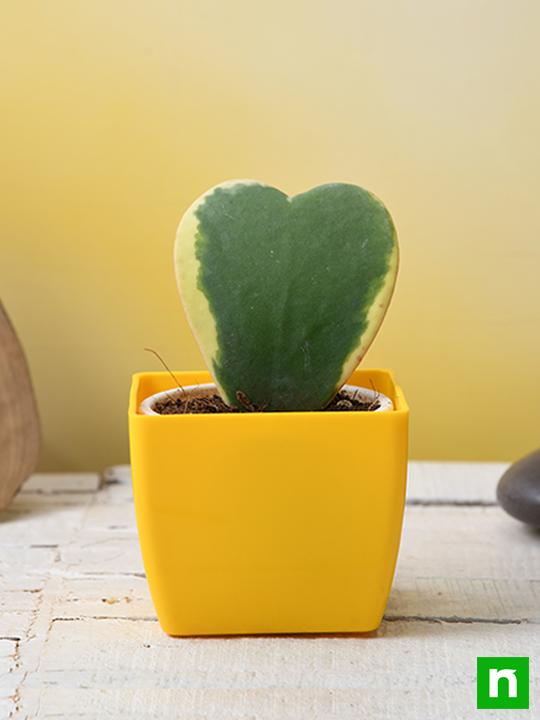 Hoya kerrii, Heart Leaf, Sweetheart Hoya (Variegated) - Succulent Plant - Image 2