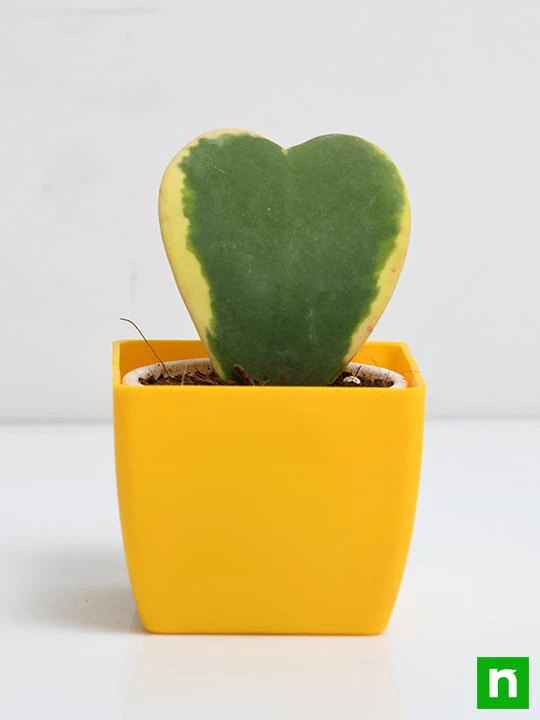 Hoya kerrii, Heart Leaf, Sweetheart Hoya (Variegated) - Succulent Plant - Image 3