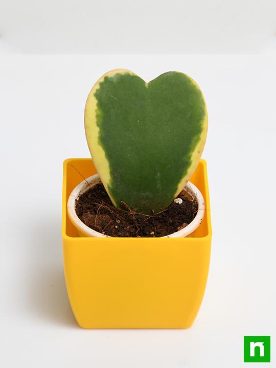 Hoya kerrii, Heart Leaf, Sweetheart Hoya (Variegated) - Succulent Plant - Image 4