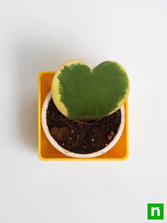 Hoya kerrii, Heart Leaf, Sweetheart Hoya (Variegated) - Succulent Plant - Image 5