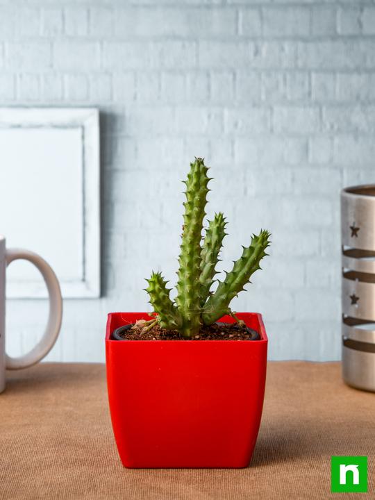 Huernia zebrina - Succulent Plant - Image 2