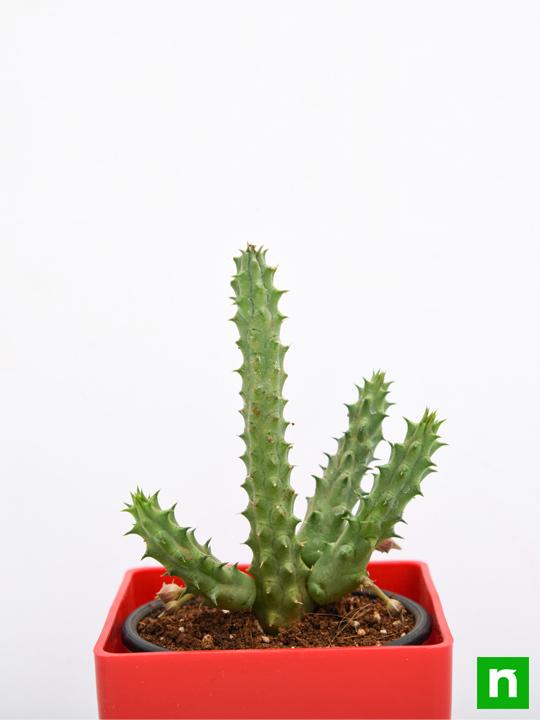 Huernia zebrina - Succulent Plant - Image 5
