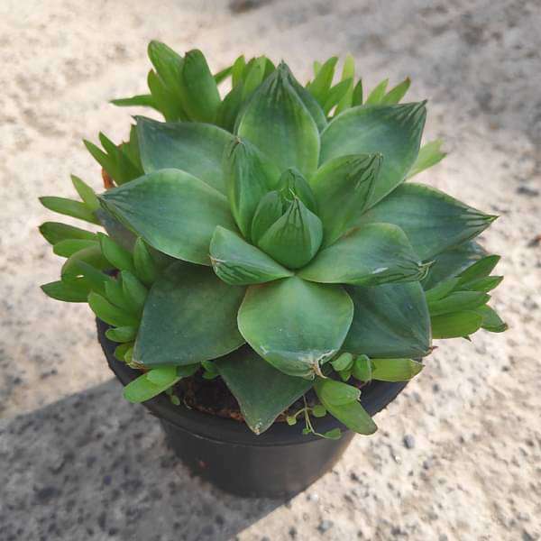 Haworthia cymbiformis,Cathedral Window Haworthia - Succulent Plant