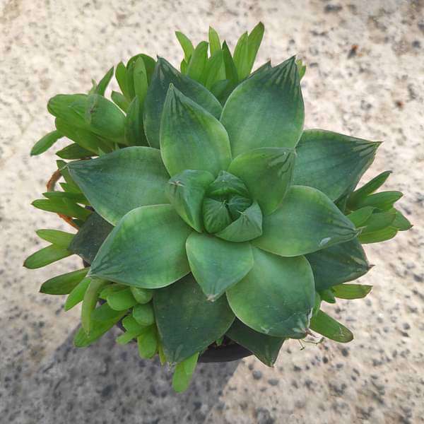 Haworthia cymbiformis,Cathedral Window Haworthia - Succulent Plant - Image 2