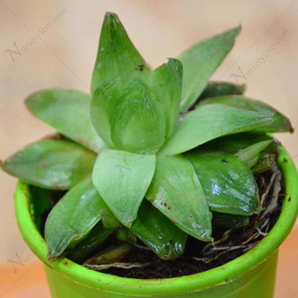 Haworthia cymbiformis,Cathedral Window Haworthia - Succulent Plant - Image 3