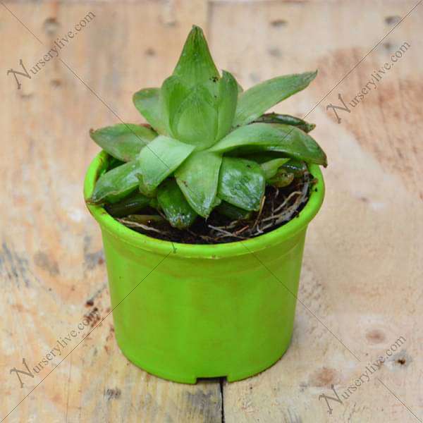 Haworthia cymbiformis,Cathedral Window Haworthia - Succulent Plant - Image 4