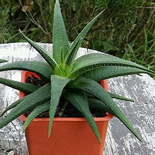 Haworthia glabrata - Succulent Plant